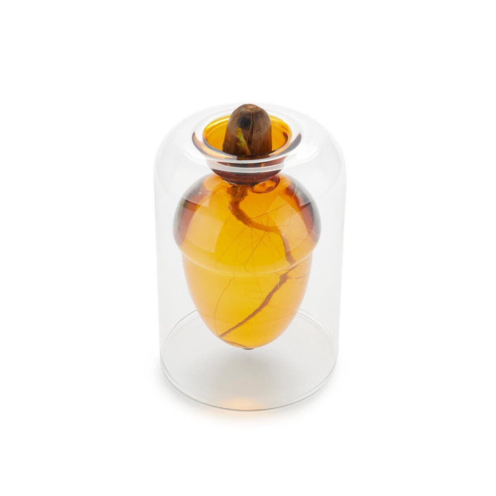 Vase pour germination Boutique Balvi 